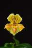 Yellow 674060.JPG Orchid Paphiopedlum 