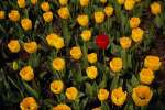 Yellow 674061.JPG Tulips at Hampton Court
