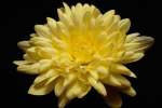 Yellow 674062.JPG Yellow chrysanthemum
