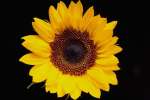 Yellow 674063.JPG Yellow sunflower
