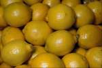 Yellow 674072.JPG Lemons
