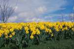 Yellow 674089.JPG Spring daffodils