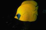 Yellow 674092.JPG Blue cheed (masked) butterfly fish